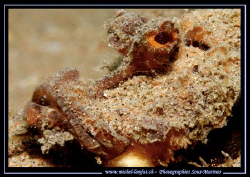 A close up shot of an "Inimicus Didactylus" Demon Fish...... by Michel Lonfat 